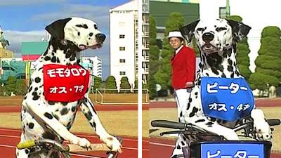 VIDEO: Witness 2 Dalmatians Compete in a Tricycle Race!