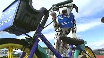 VIDEO: Witness 2 Dalmatians Compete in a Tricycle Race!