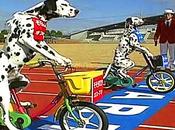 VIDEO: Witness Dalmatians Compete Tricycle Race!