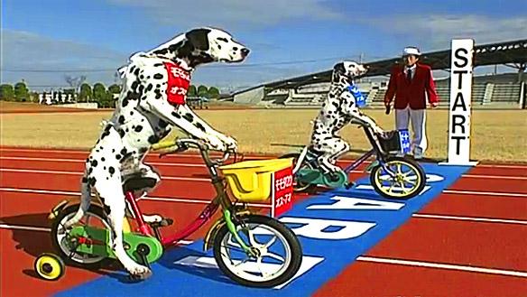 VIDEO: Witness 2 Dalmatians Compete in a Tricycle Race!