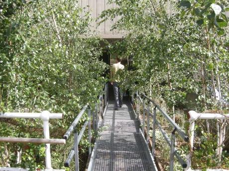 Queen Elizabeth Hall Woodland Roof Garden - Woodland Bridge