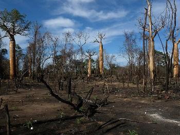  Baobab trees heavily damaged by slash-and-burn agriculture by Frank Vassen. 