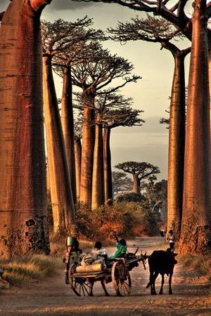 The famous Avenue du Baobab by Alessandro Casagrande