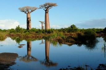 Photo: Baobab trees over water by Rita Willaert.