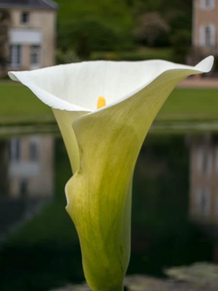 calla lily at Le Jardin du Plessis Sasnieres