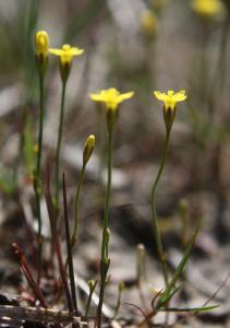 Yellow Centaury (Cicendia filiformis) on the Lizard Downs in 2010 (photo: Amanda Scott)