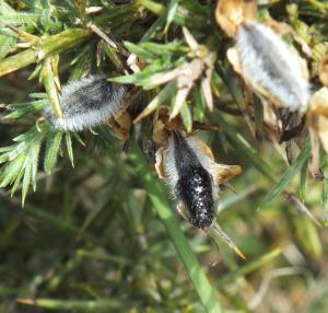 A Gorse pod - just popped! (Photo: Amanda Scott)