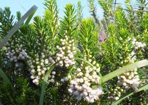 Cornish Heath (Erica vagans) by the Grochall Track (photo: Amanda Scott)