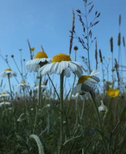 Chamomile field (photo: Amanda Scott)