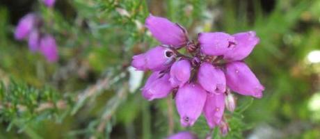 Erica cinerea, Grochall Track