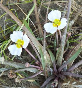 Lesser Water-plantain (Baldellia ranunculoides) (photo: Amanda Scott)