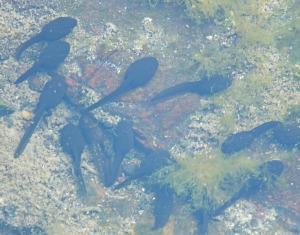 Tadpoles below Jolly Town (photo: Amanda Scott)