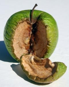 rotten apple