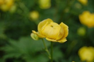 Trollius europaeus Flower (23/06/2013, Kew Gardens, London)