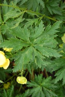 Trollius europaeus Leaf (23/06/2013, Kew Gardens, London)