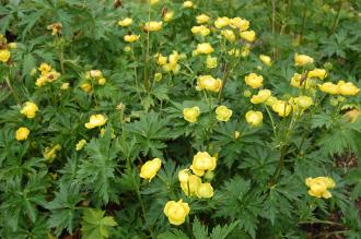 Trollius europaeus (23/06/2013, Kew Gardens, London)