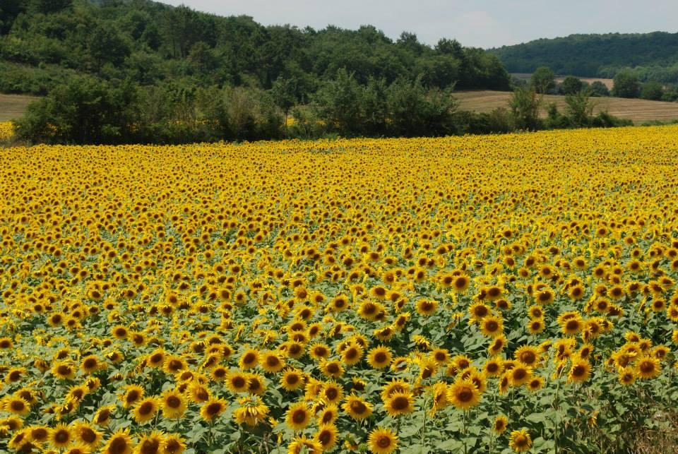 Driving in Tuscany - A Quest for Sunflowers