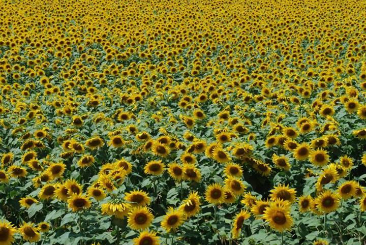 Driving in Tuscany - A Quest for Sunflowers