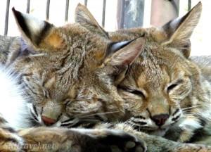 Keepers of the Wild bobcats by shara johnson