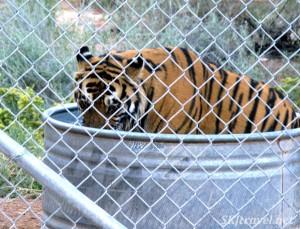 Keepers of the Wild tiger eating meat in water tank by Shara Johnson