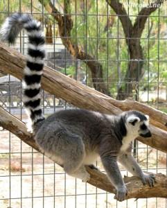 Keepers of the Wild ring tailed lemur by shara johnson