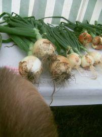 PICT0082 A village show #CountryKids