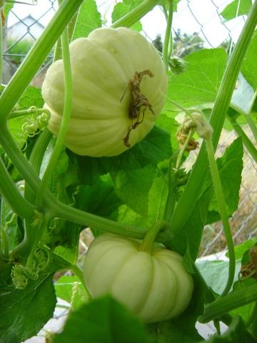 Ingredient Spotlight: Summer Squash