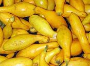 Ingredient Spotlight: Summer Squash