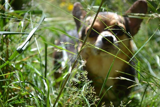 corgi, dog, nature, photography, fleur d'elise, lifestyle