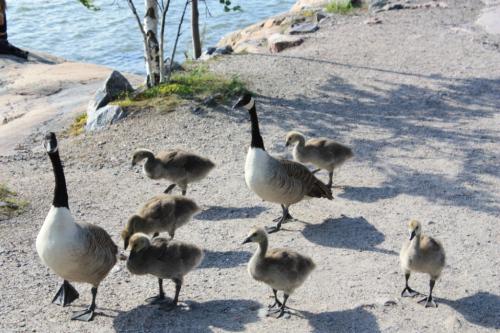 Taken in the summer of 2011 on Seurasaari Island, near Helsinki.