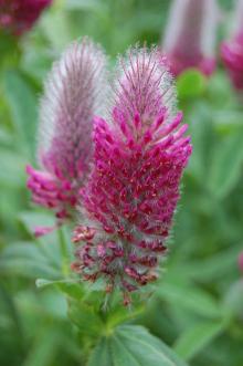 Trifolium rubens Flower (23/06/2013, Kew Gardens, London)