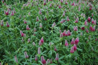 Trifolium rubens (23/06/2013, Kew Gardens, London)