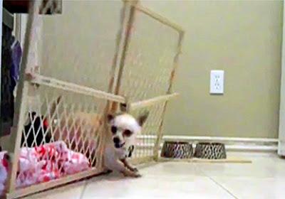 VIDEO: Chihuahua Attempts Daring Escape!