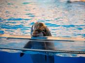 India Bans Captive Dolphin Shows, Says Dolphins Should Seen ‘Non-Human Persons’