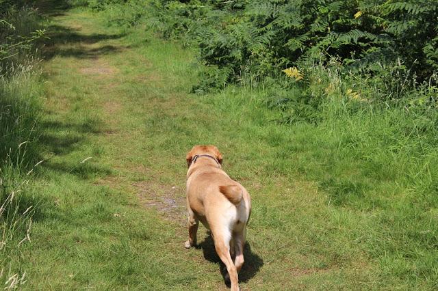 Knettishall Heath July 2013