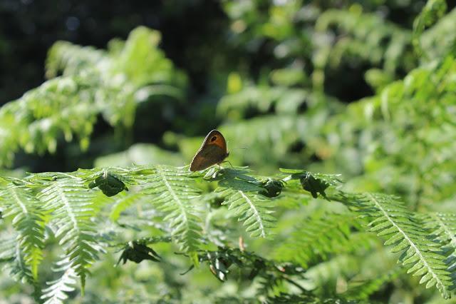 Knettishall Heath July 2013