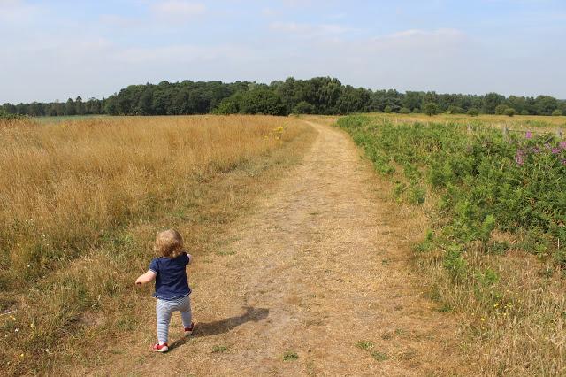 Knettishall Heath July 2013