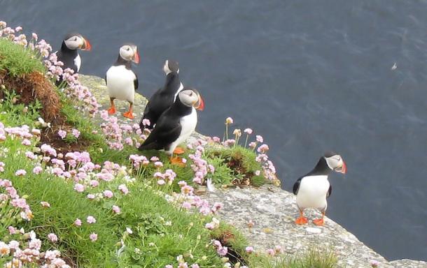 westray_puffins_1