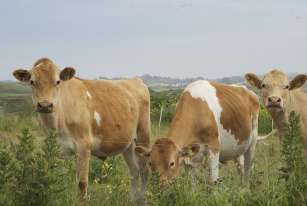 Guernsey Cows