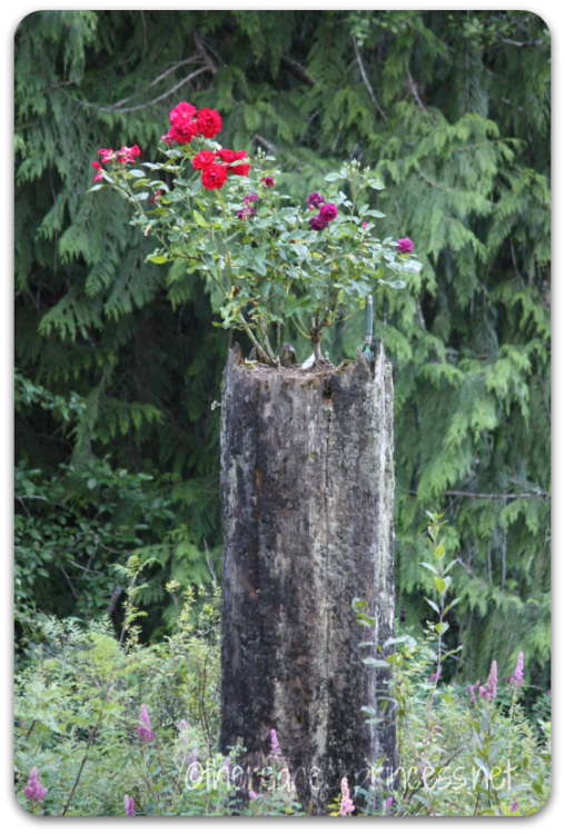 Roses in stump