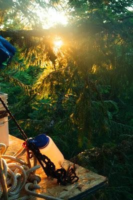 A Conversation in the Canopy