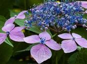 Sweet Carol Bliss Hydrangeas