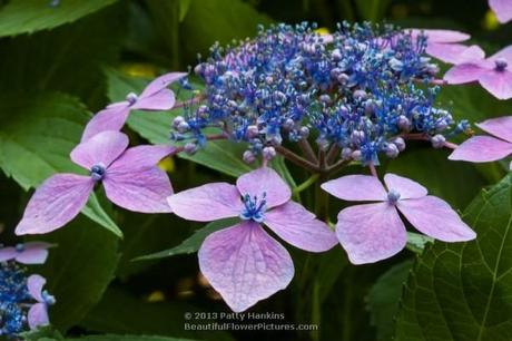 Sweet Carol Bliss Hydrangea © 2013 Patty Hankins