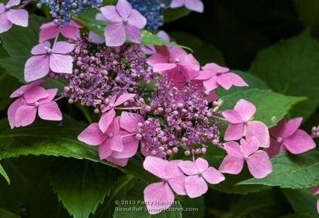 Sweet Carol Bliss Hydrangea © 2013 Patty Hankins