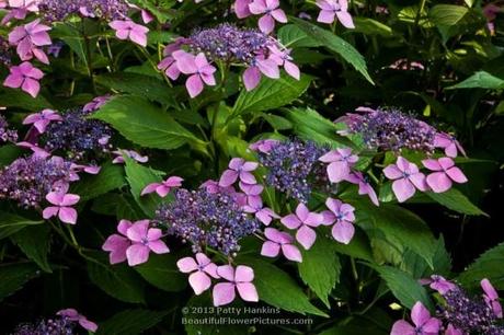 Sweet Carol Bliss Hydrangea © 2013 Patty Hankins