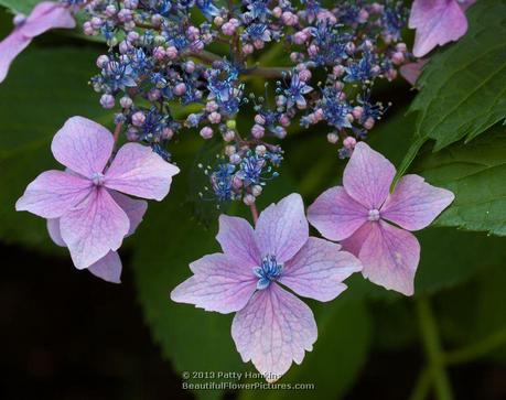 Sweet Carol Bliss Hydrangea © 2013 Patty Hankins