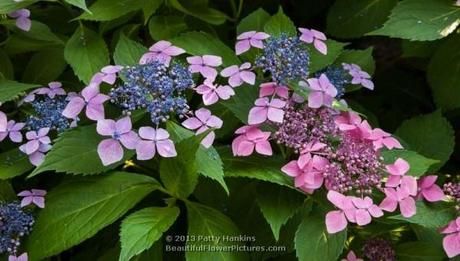 Sweet Carol Bliss Hydrangea © 2013 Patty Hankins