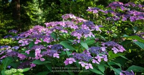 Sweet Carol Bliss Hydrangea © 2013 Patty Hankins