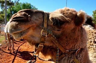 Tales From Down Under: The Camel Cup