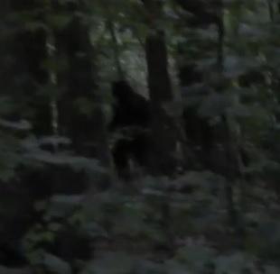 Incredible 2013 Bigfoot Footage (Video) Truth Or Hoax?